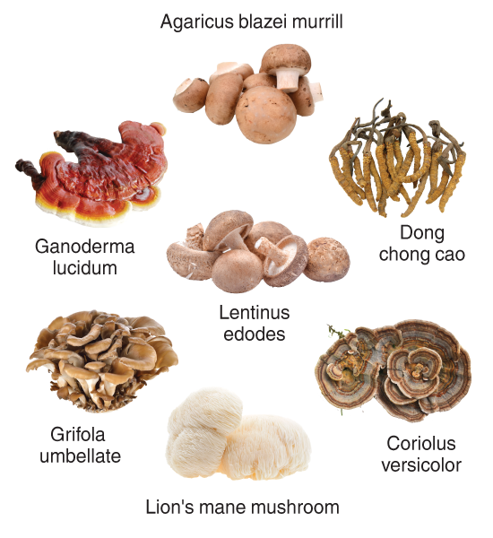 Гриб при онкозаболеваниях. Лечебные грибы онкология. Самые полезные грибы при онкологии. Грибы лечащие онкологию. Грибы при онкологии отзывы